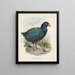 Coperture Notornis - John Gerrard Keulemans — quadro incorniciato alla parete