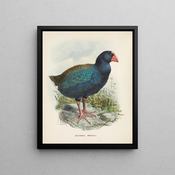 John Gerrard Keulemans - Notornis mantelli.webp