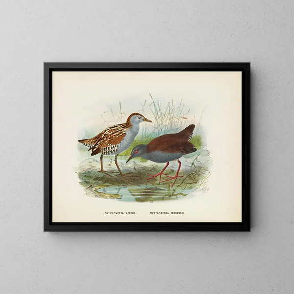 Ortygometra affinis und Ortygometra tabuensis - John Gerrard Keulemans — gerahmtes Bild an der Wand