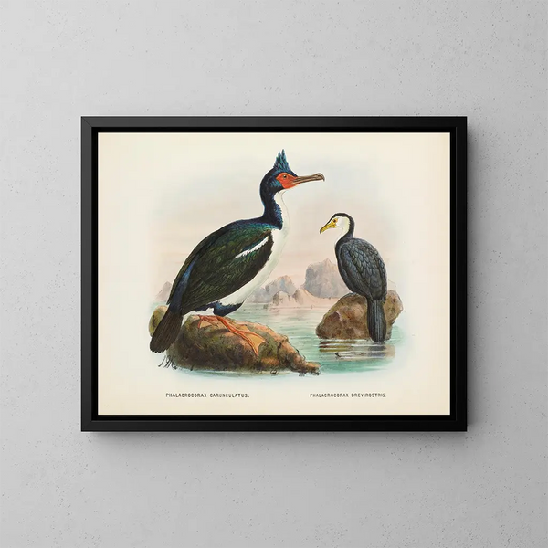 Kormorane mit Kropf und Kormorane mit kurzem Schnabel - John Gerrard Keulemans — gerahmtes Bild an der Wand