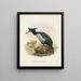 Phalacrocorax featherstoni - John Gerrard Keulemans — quadro incorniciato alla parete