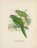 Platycercus auriceps Platycercus Nuova Zelanda - John Gerrard Keulemans — vista dell’opera