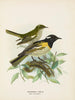 Männchen und Weibchen umgeben von Pogonornis - John Gerrard Keulemans — Ansicht des Kunstwerks