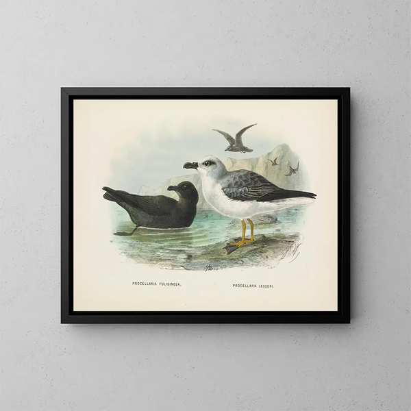 Puffin fuligineux et Puffin de Lessoni - John Gerrard Keulemans — gerahmtes Bild an der Wand