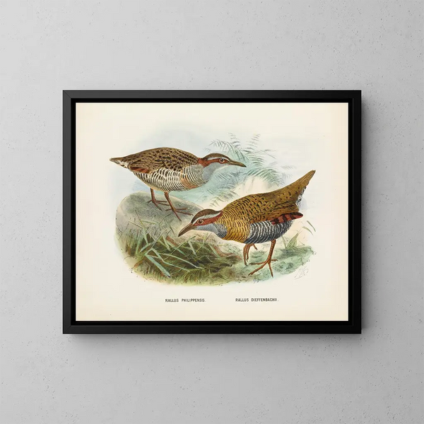 Rallus philipensis und Rallus dieffenbachii - John Gerrard Keulemans — gerahmtes Bild an der Wand