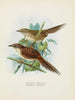 Spenoeacus punctatus e Spenoeacus rufescens - John Gerrard Keulemans — vista dell’opera