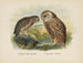 Spiloglaux aus Neuseeland und Sceloglaux mit weißem Gesicht - John Gerrard Keulemans — Ansicht des Kunstwerks