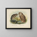 Spiloglaux aus Neuseeland und Sceloglaux mit weißem Gesicht - John Gerrard Keulemans — gerahmtes Bild an der Wand