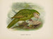 Stringops habroptilus - John Gerrard Keulemans — Ansicht des Kunstwerks