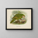 Stringops habroptilus - John Gerrard Keulemans — gerahmtes Bild an der Wand