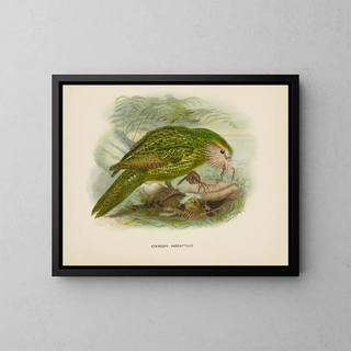 John Gerrard Keulemans - Stringops habroptilus.webp