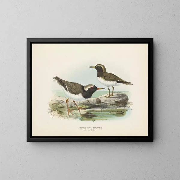 Thinornis novaezelandiae adulte et jeune - John Gerrard Keulemans — gerahmtes Bild an der Wand