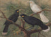 Drei Huia - John Gerrard Keulemans — Ansicht des Kunstwerks