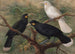 Tre huia Heteralocha acutirostris - John Gerrard Keulemans — vista dell’opera
