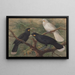 Drei Huia - John Gerrard Keulemans — gerahmtes Bild an der Wand