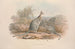 A Monograph of Macropodidae or Kangaroo Family Pl03 - John Gould — artwork view
