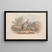 A Monograph of Macropodidae or Kangaroo Family Pl03 - John Gould — framed artwork on a wall