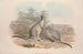 A monograph of the Macropodidae or kangaroo family Pl09 - John Gould — artwork view