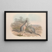 A monograph of the Macropodidae or kangaroo family Pl09 - John Gould — framed artwork on a wall