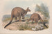 A monograph of the Macropodidae or kangaroo family Pl16 - John Gould — artwork view