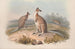 A monograph of the Macropodidae or kangaroo family Pl17 - John Gould — artwork view