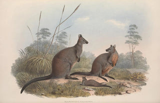John Gould - A monograph of the Macropodidae or family of kangaroos Pl18.webp