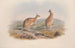 Monographie des Macropodidae ou famille des kangourous Pl20 - John Gould — artwork view
