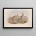 Monographie des Macropodidae ou famille des kangourous Pl20 - John Gould — framed artwork on a wall