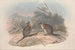 Monographie des Macropodidae ou famille des kangourous Pl21 - John Gould — artwork view