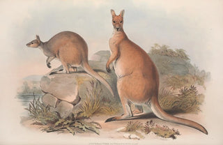 John Gould - A monograph of the Macropodidae or family of kangaroos Pl22.webp