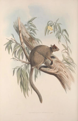 John Gould - A monograph of the Macropodidae or family of kangaroos Pl27.webp