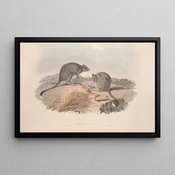 John Gould - A monograph of the Macropodidae or family of kangaroos Pl29.webp
