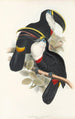 A monograph of the Ramphastidae or toucan family Pl01 - John Gould — artwork view