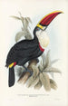 Eine Monographie der Ramphastidae oder Familie der Tukanvögel Pl03 - John Gould — Ansicht des Kunstwerks