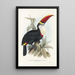 Eine Monographie der Ramphastidae oder Familie der Tukanvögel Pl03 - John Gould — gerahmtes Bild an der Wand