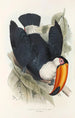 A monograph of Ramphastidae or toucan family Pl06 - John Gould — artwork view