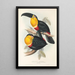 Eine Monographie der Ramphastidae oder Familie der Tukanvögel Pl10 - John Gould — gerahmtes Bild an der Wand