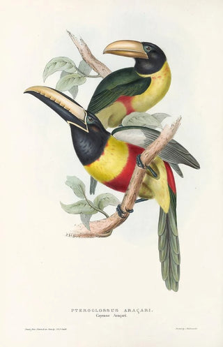 John Gould - A monograph of the Ramphastidae or family of toucans Pl12.webp