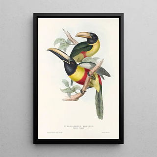 John Gould - A monograph of the Ramphastidae or family of toucans Pl12.webp