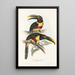 Eine Monographie der Ramphastidae oder Familie der Tukanvögel Pl13 - John Gould — gerahmtes Bild an der Wand