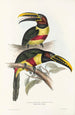 Eine Monographie der Ramphastidae oder Familie der Tukanvögel Pl13 - John Gould — Ansicht des Kunstwerks