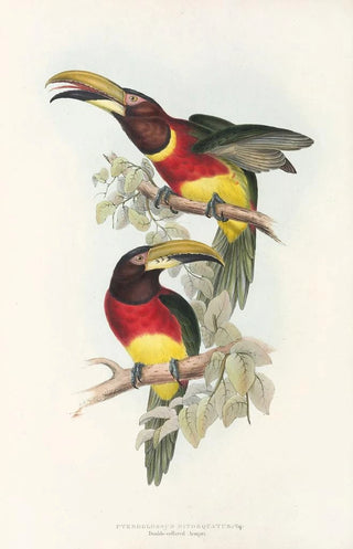 John Gould - A monograph of the Ramphastidae or family of toucans Pl16.webp