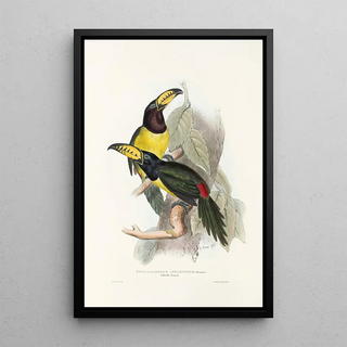 John Gould - A monograph of the Ramphastidae or family of toucans Pl20.webp
