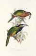 Eine Monographie der Ramphastidae oder Familie der Tukanen Pl21 - John Gould — Ansicht des Kunstwerks