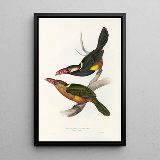 John Gould - A monograph of the Ramphastidae or family of toucans Pl22.webp
