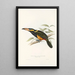 Eine Monographie der Ramphastidae oder Familie der Tukanvögel Pl23 - John Gould — gerahmtes Bild an der Wand