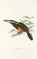 Eine Monographie der Ramphastidae oder Familie der Tukanvögel Pl23 - John Gould — Ansicht des Kunstwerks