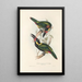 Eine Monographie der Ramphastidae oder Familie der Tukanvögel Pl24 - John Gould — gerahmtes Bild an der Wand