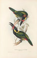Eine Monographie der Ramphastidae oder Familie der Tukanvögel Pl24 - John Gould — Ansicht des Kunstwerks