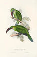 Eine Monographie der Ramphastidae oder Familie der Tukanvögel Pl31 - John Gould — Ansicht des Kunstwerks